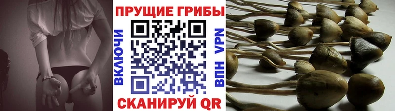 Галлюциногенные грибы прущие грибы  Кропоткин 