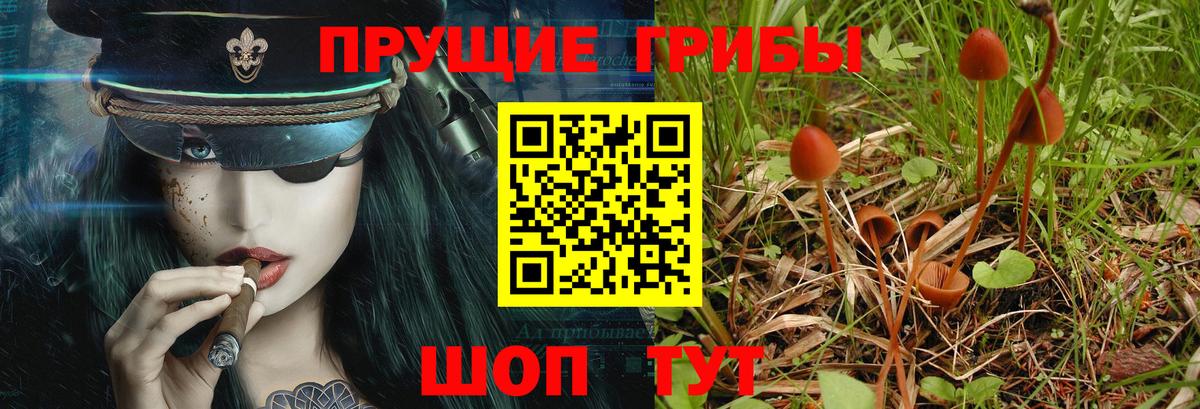 Псилоцибиновые грибы прущие грибы  Псилоцибиновые грибы GOLDEN TEACHER  Кропоткин 